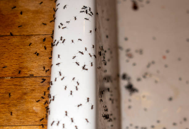 Pest Control Cost in Colonial Heights, VA